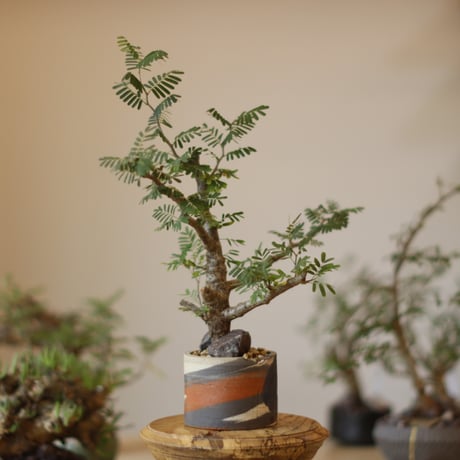Senna meridionalis × N/OH (3号)  no.1123/9