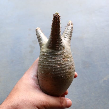 パキポディウム グラキリス 抜苗  Pachypodium rosulatum var. gracilius no.92935