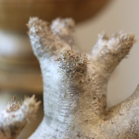 Pachypodium densiforum × Masato Akutsu   no.119-10
