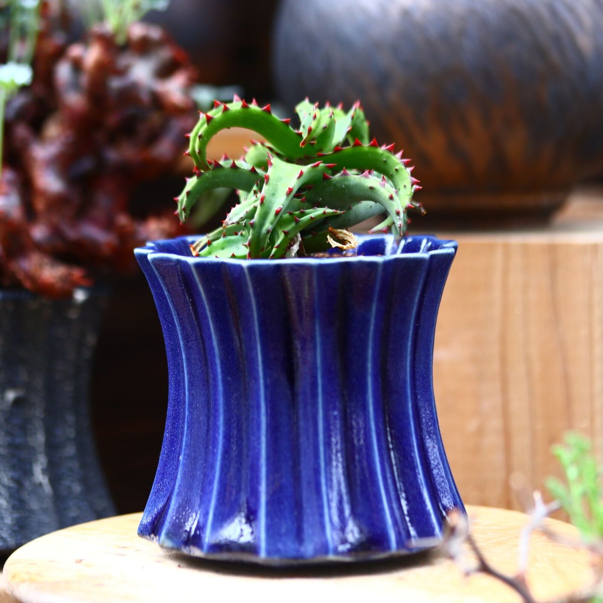 アロエ カスティロニアエ／Aloe Castilloniae no.40323 | 芽の巣山