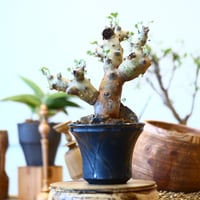 Pelargonium Klinghardtense × Yuta Uchida    no.92427