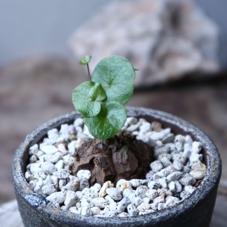 ディオスコレア   亀甲竜    Dioscorea elephantipe     no.90126