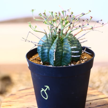 ユーフォルビア  バリダ♂ / Euphorbia valida    no.51457