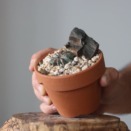 Euphorbia horrida × YAMABACHI  no.912-6