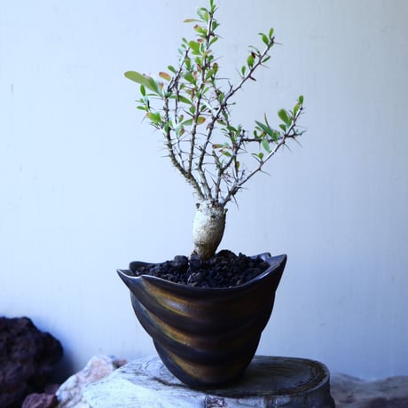 フォークイエリア  コルムナリス  観峰玉 Fouquieria columnari   no.52610