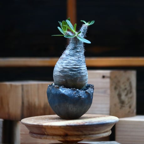 パキポディウム  グラキリス ／Pachypodium  gracilius     no.102467