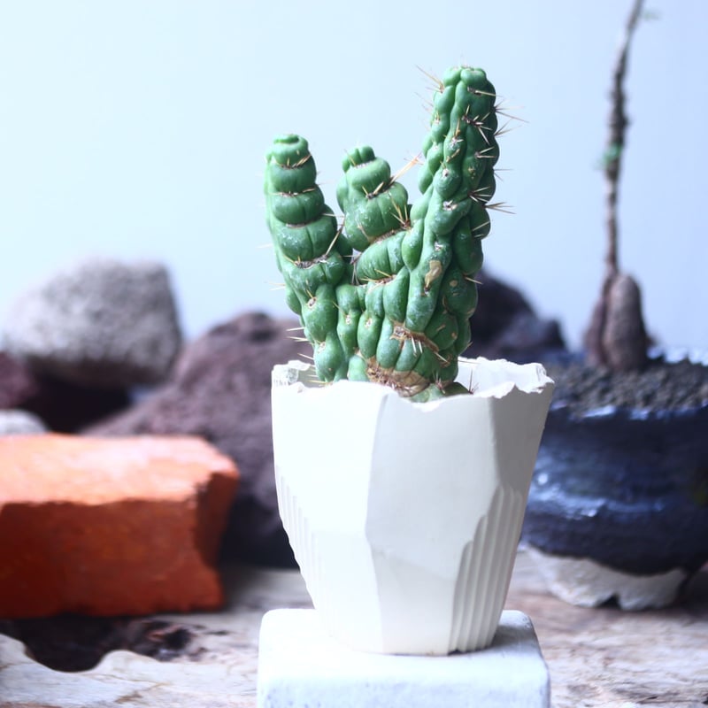 ユーリキニア カスタネア スピラリス 綴化 Eulychnia castanea