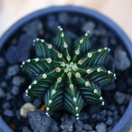 ギムノカリキウム   フィードリッフィーLB2178／Gymnocalycium friedrichii    no.120544
