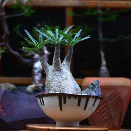 パキポディウム  グラキリス ／Pachypodium  gracilius     no.101040