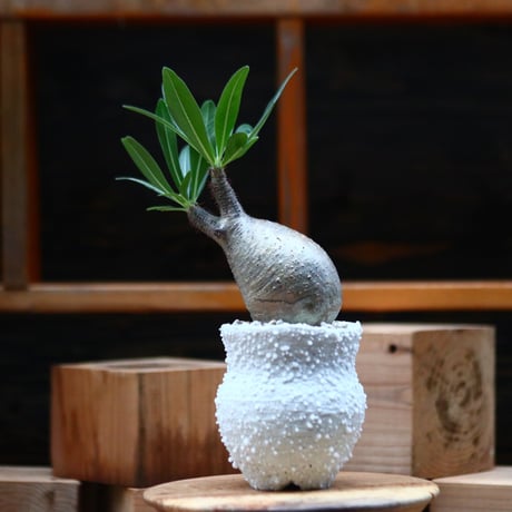 パキポディウム  グラキリス ／Pachypodium  gracilius     no.102468