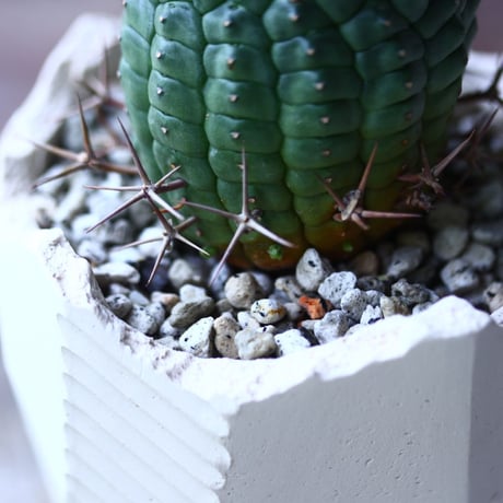 群星冠 Euphorbia stellispina   no.021