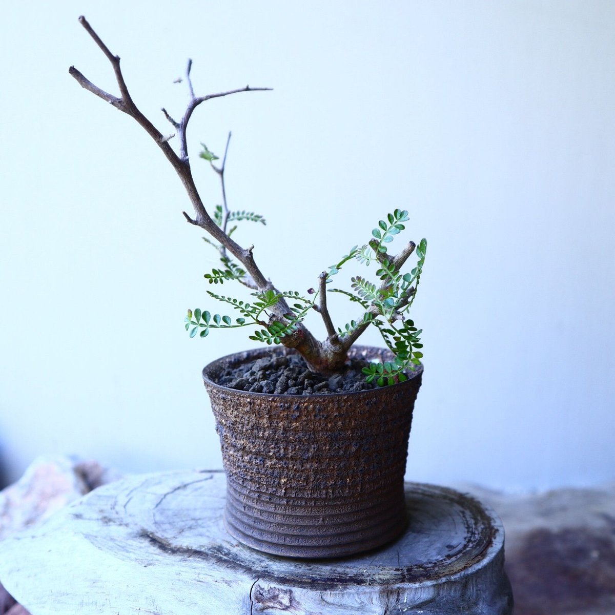 ペ*ペ様 オペルクリカリアヒファエノイデス【鉢付き】 オペルクリ