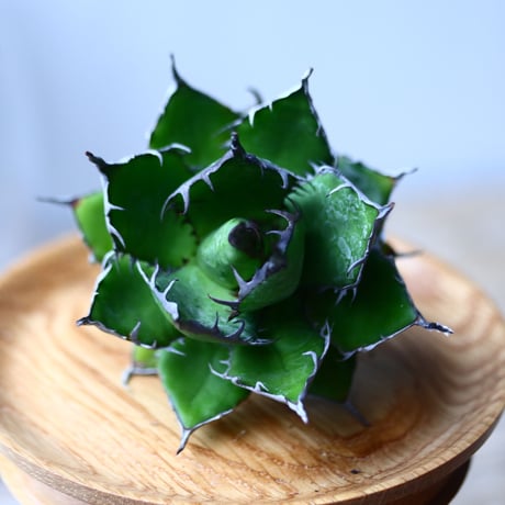 アガベ ホリダ    Agave horrida     no.1025-1