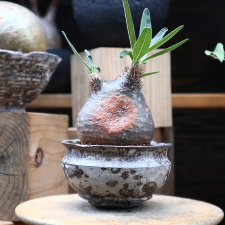 パキポディウム  グラキリス／Pachypodium  gracilius     no.82801