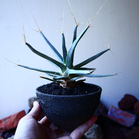 レウクテンベルギア  晃山    Leuchtenbergia principis  no.32225