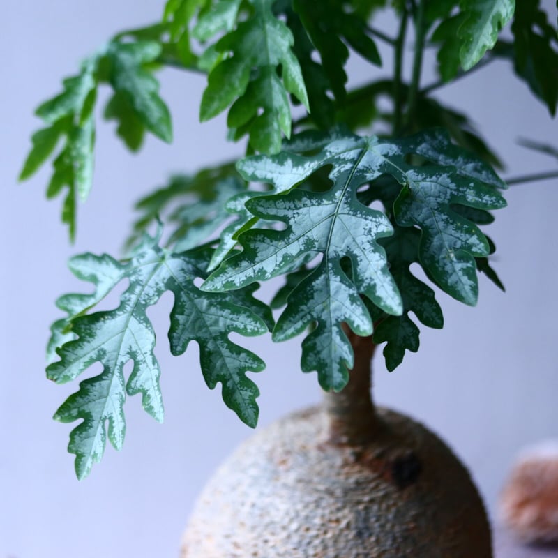 アデニア メタモルファ Adenia metamorpha no.92753 | 芽の巣山