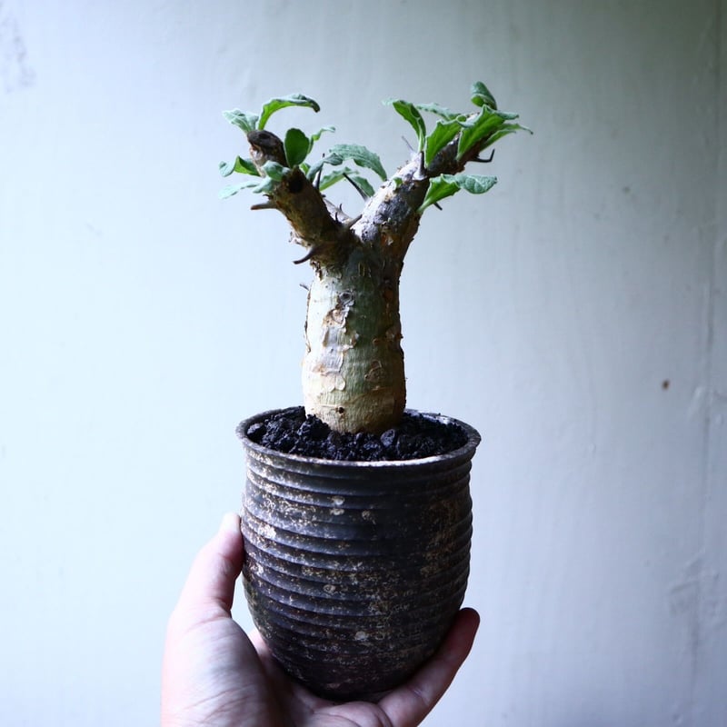 セサモタムナス　ブッセアヌス 現品］【希少】セサモタムナス ブッセアヌス 観葉植物 レア ゴマ