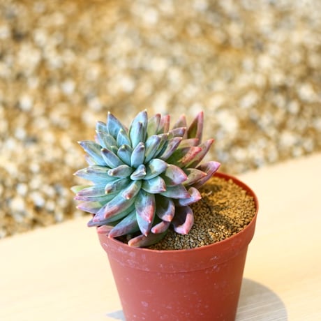 パキフィツム ヒアリウム / Pachyphytum 'Hialium'   no.41617