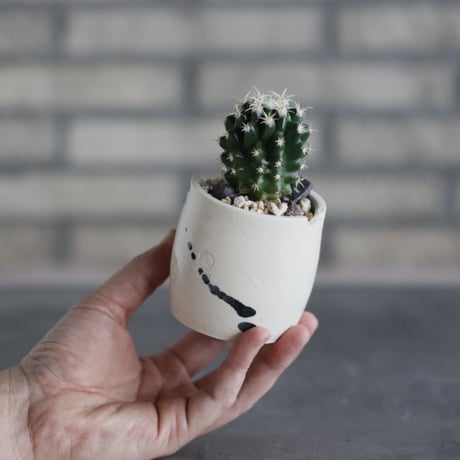 Echinocactus 短刺金鯱 × N/OH (2.5号鉢)  no.510/55