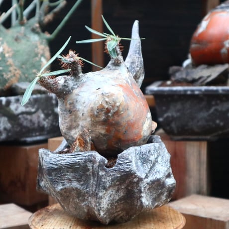 パキポディウム  グラキリス／Pachypodium  gracilius   no.121818