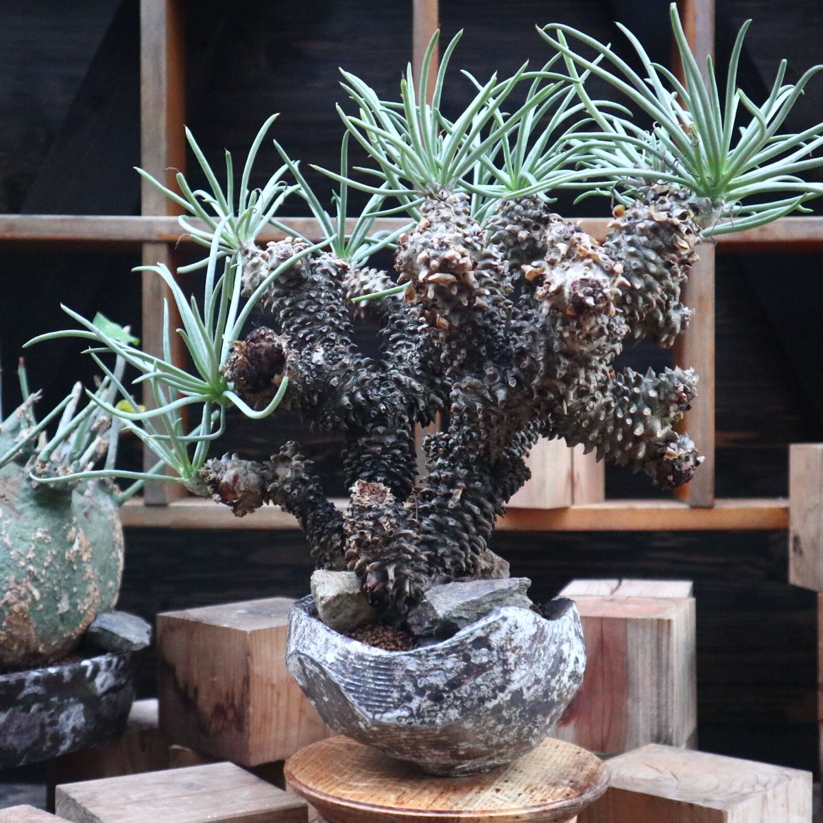 チレコドン　ワリチー　No.002　鉢、送料込　メルカリ便 チレコドン ワリチー／Tylecodon wallichii no.121827 | 芽の巣山
