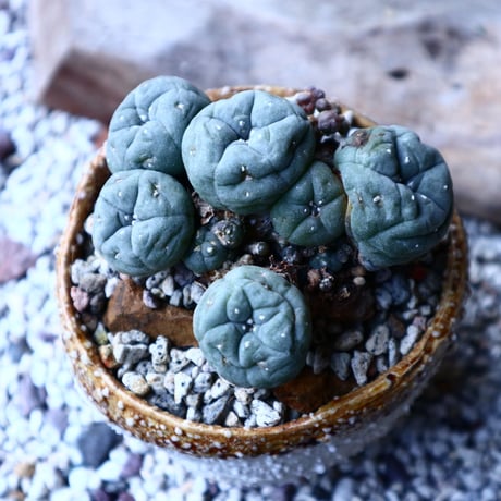 ロフォフォラ   ディフューサ　翠冠玉  Lophophora diffusa 　no.12609