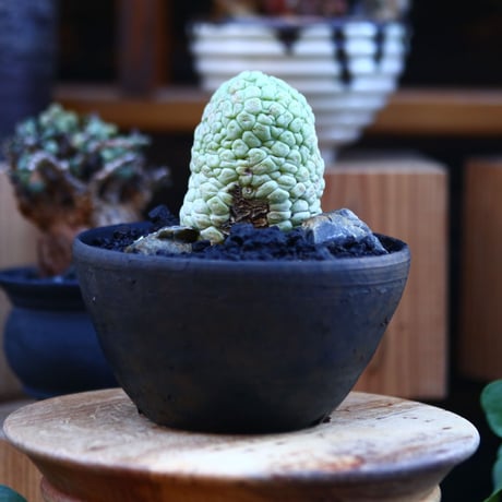 ラリレアキア カクティフォルメ  仏頭玉／Larryleachia cactiformis　no.112802