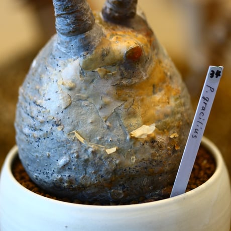Pachypodium gracilius × N/OH   no.11434