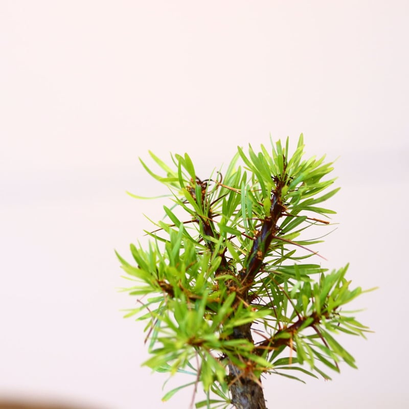 フォークイエリア プルプシー / Fouquieria purpusii no.42329