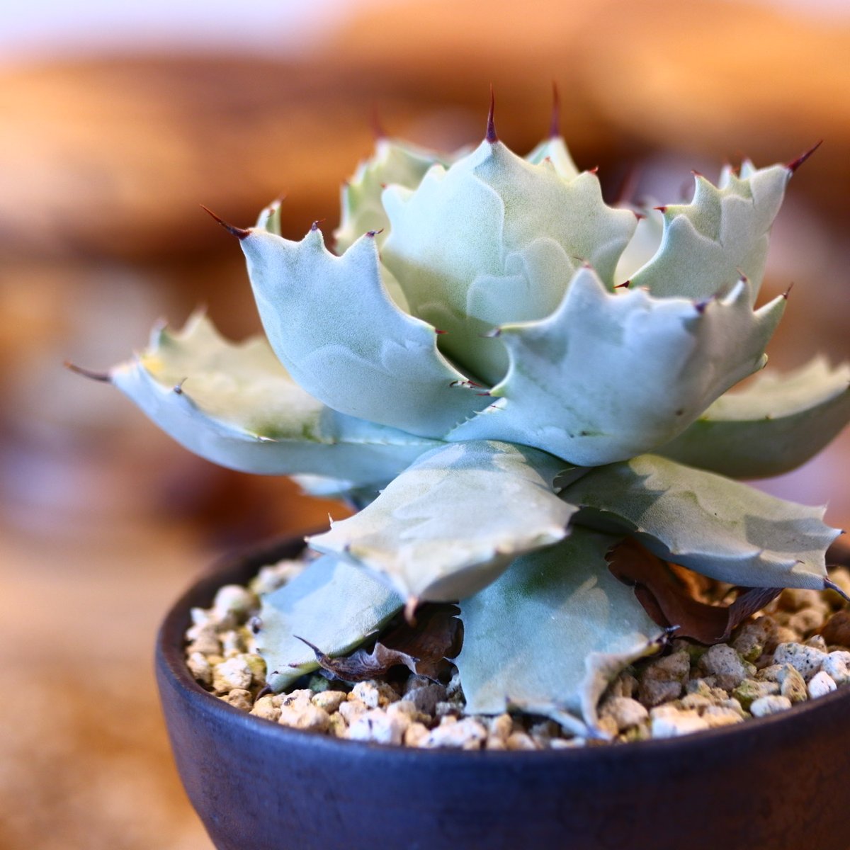 Agave Isthmensis × HUM no.31037 | 芽の巣山
