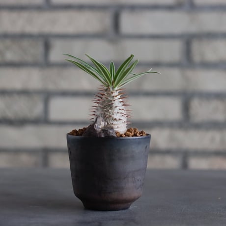 Pachypodium gracilius × Kazuhiro Arima / humanity pot (2.5号)  no.817-51