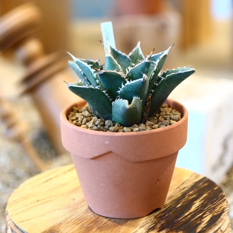 Agave titanota ‘Sea King’ × YAMABACHI   no.123178