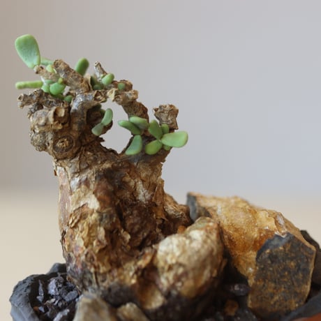 Portulacaria pygmaea × N/OH  no.207-2