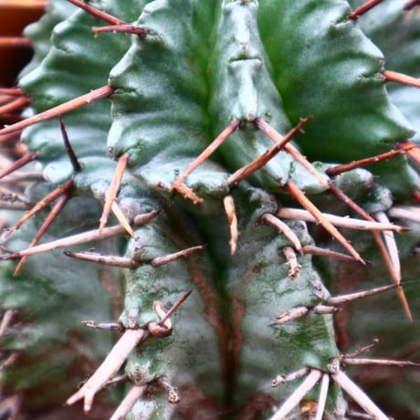 ユーフォルビア  ホリダ / Euphorbia  horrida     no.31206