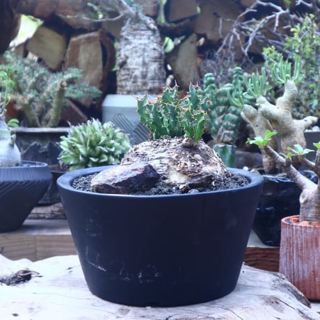 ユーフォルビア  クラビゲラ  Euphorbia clavigera   no.41816