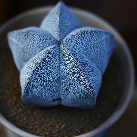 アストロフィツム  恩塚ランポー玉 ／Astrophytum myriostigma cv.　no.13036