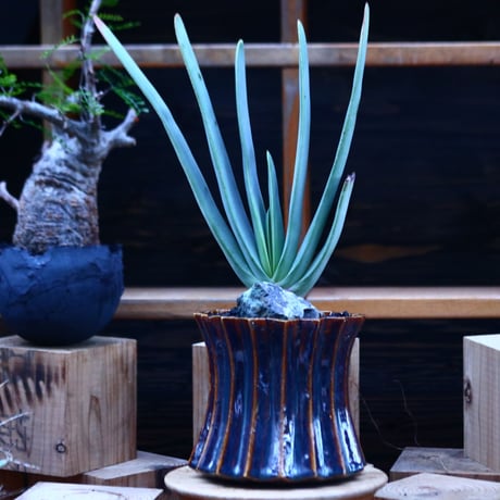 プリカティリス | STORES