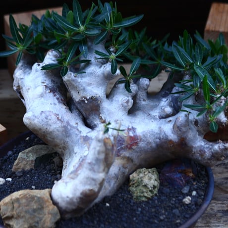 パキポディウム ブレビカリックス／Pachypodium densiflorum var. brevicalyx      no.82936