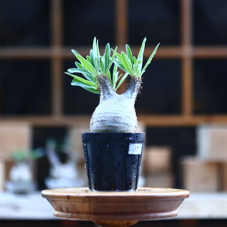 パキポディウム  グラキリス ／Pachypodium  gracilius     no.101715