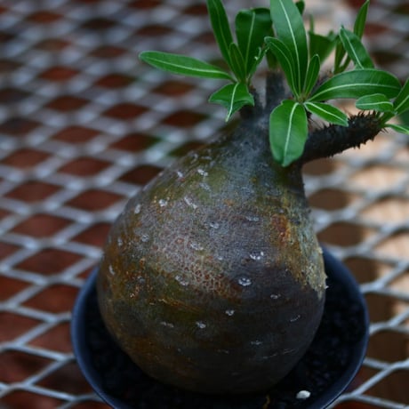パキポディウム  グラキリス／Pachypodium  gracilius       no.91911
