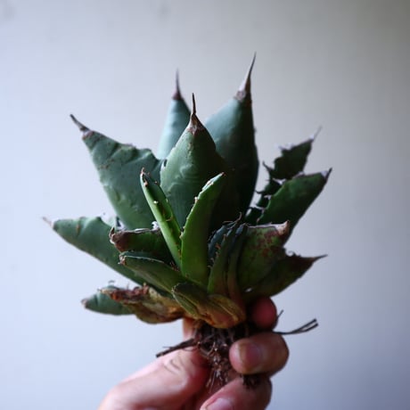 アガベ   チタノタ   FO-76    Agave titanota  "FO-76"   no.42817