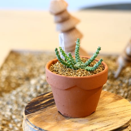 Euphorbia gorgonis × YAMABACHI   no.20411