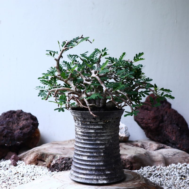 センナ メリディオナリス Senna meridionalis no.90104 | 芽の巣山