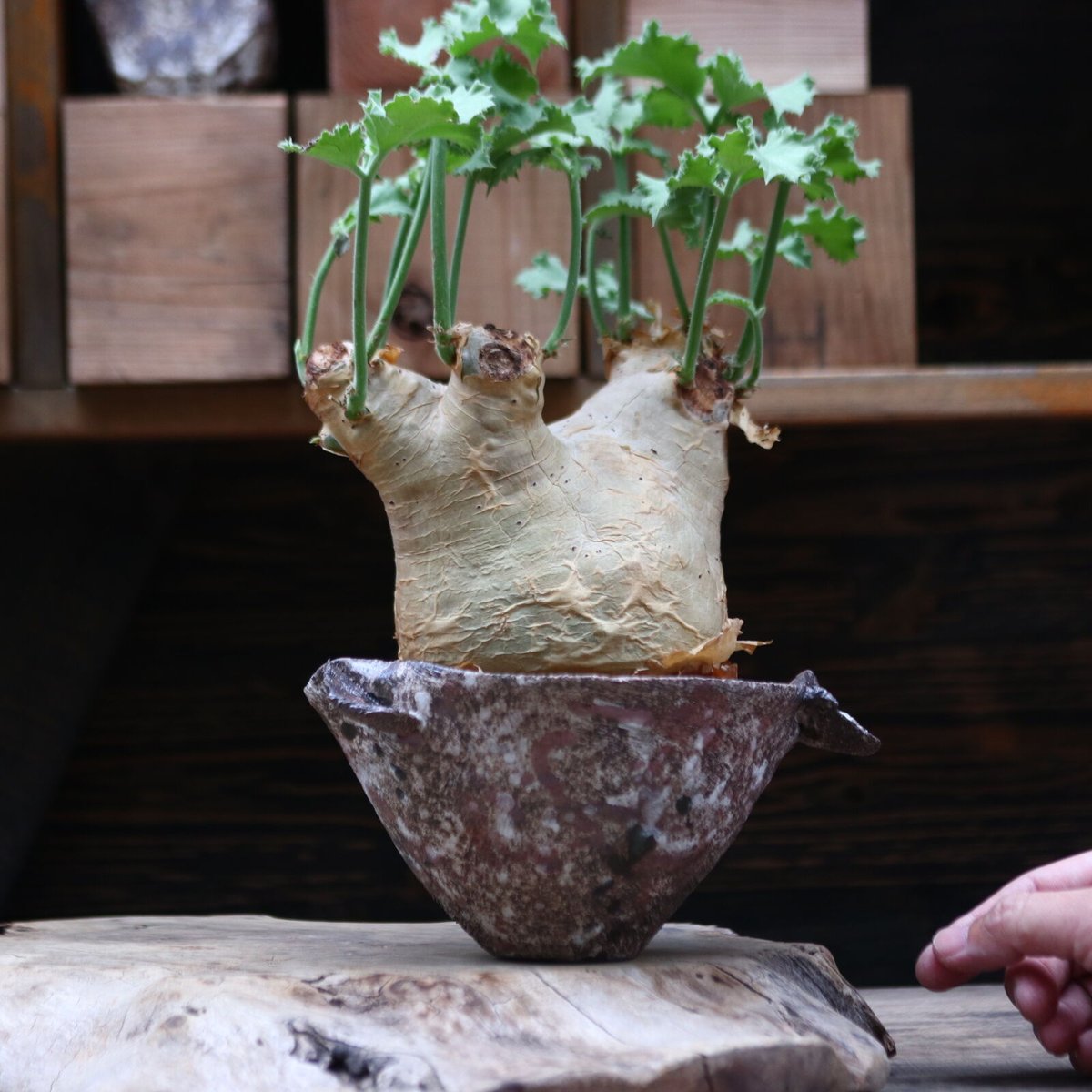 キフォステンマ マクロプス／Cyphostemma uter var. macropus