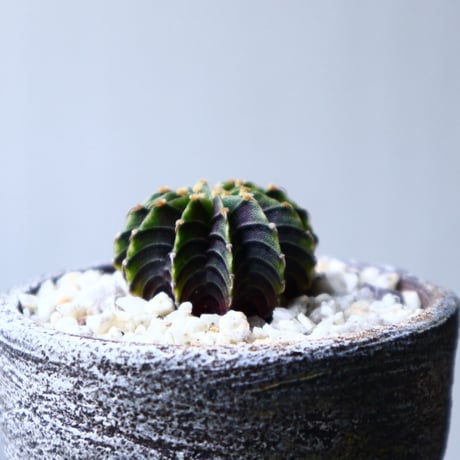 ギムノカリキウム   フィードリッフィーLB2178  Gymnocalycium friedrichii    no.71415
