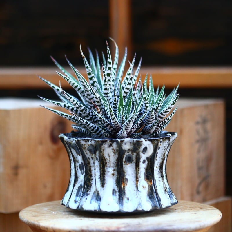 ハオルチア スーパーゼブラ／Haworthia〝Super Zebra″ no.22745