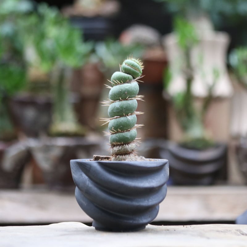 ユーリキニア カスタネア スピラリス／Eulychnia castanea f. 'spira