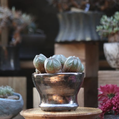 ユーフォルビア  オベサ hyb. ／Euphorbia obesa  hyb.    no.110605