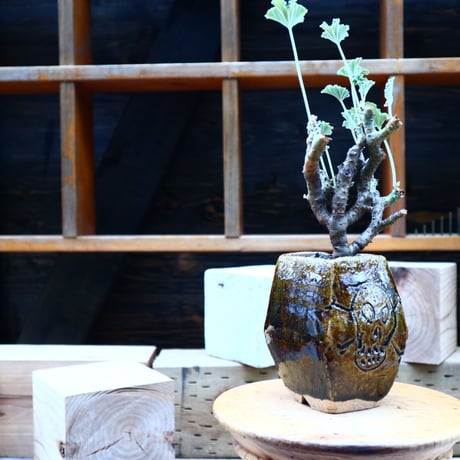 ぺラルゴ二ウム   エキナツム／Pelargonium  lechinatum   no.72518