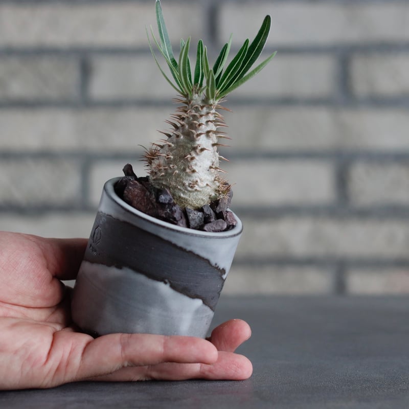 パキポディウム グラキリス Pachypodium gracilius ② パキポディウム グラキリス 2頭 Pachypodium gracilius 発根済